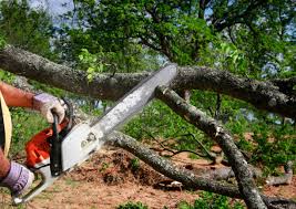 Best Tree Risk Assessment  in Inez, TX